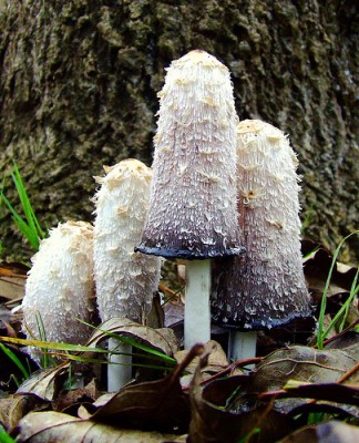 Coprinus comatus_1.jpg