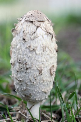 Coprinus comatus_6.jpg