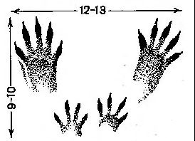 4413_html_29b2fc84.gif (7.6 КБ, Просмотров: 2008) 4413_html_29b2fc84.gif