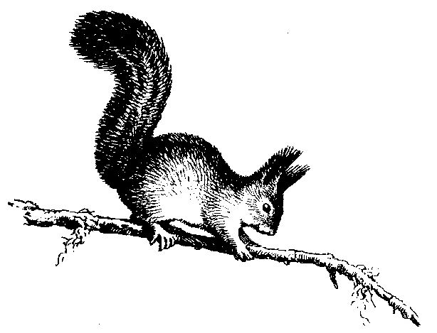 InForest-11.gif (7.36 КБ, Просмотров: 2006) InForest-11.gif