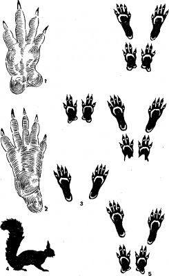 fork.png (18.88 КБ, Просмотров: 2007) fork.png