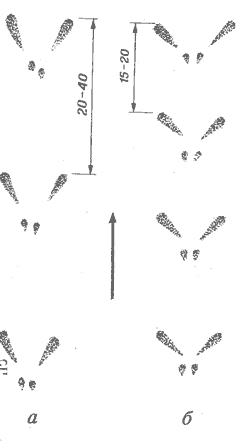 bilkasled.gif (3.68 КБ, Просмотров: 2006) bilkasled.gif