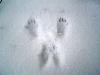 belka-03-d.jpg (15.36 КБ, Просмотров: 2006) belka-03-d.jpg