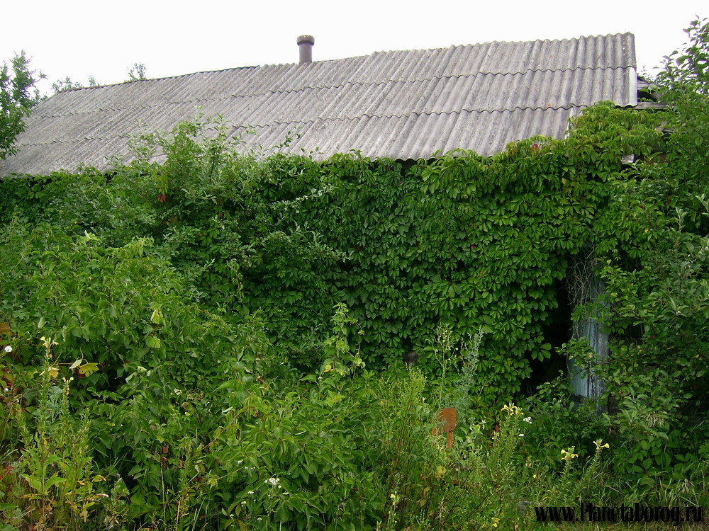 007.jpg (383.49 КБ, Просмотров: 16018) 007.jpg