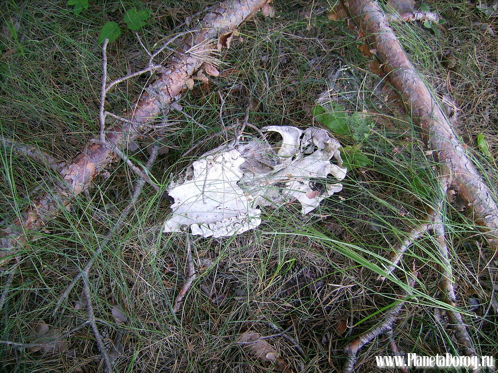 026.jpg (490.04 КБ, Просмотров: 16018) 026.jpg