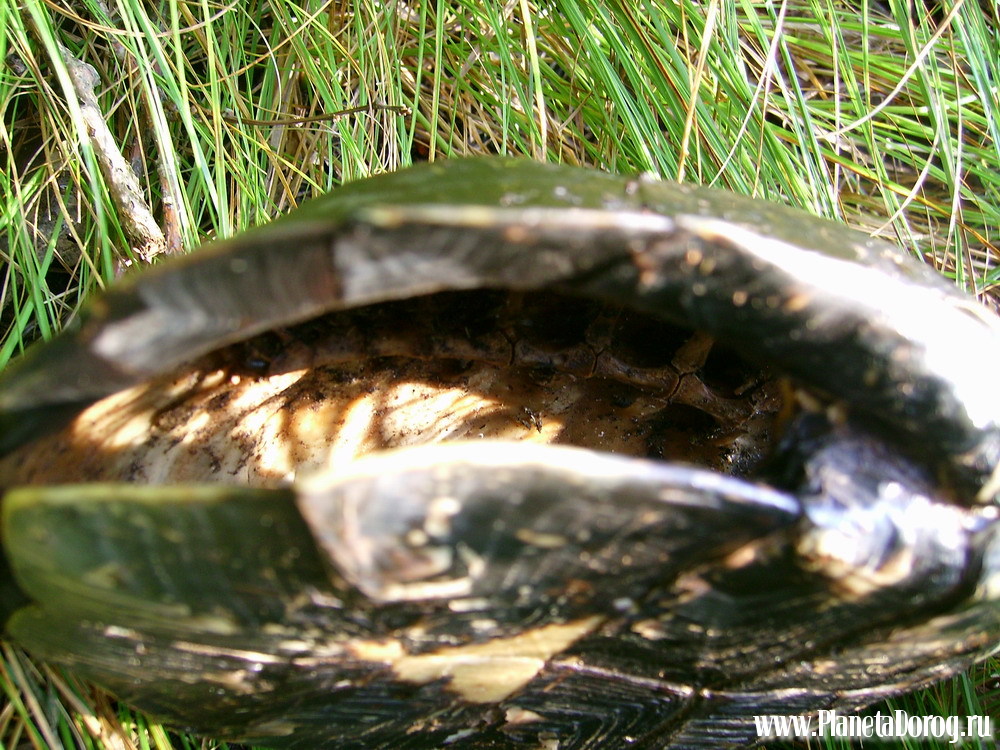 030.jpg (294.28 КБ, Просмотров: 16018) 030.jpg