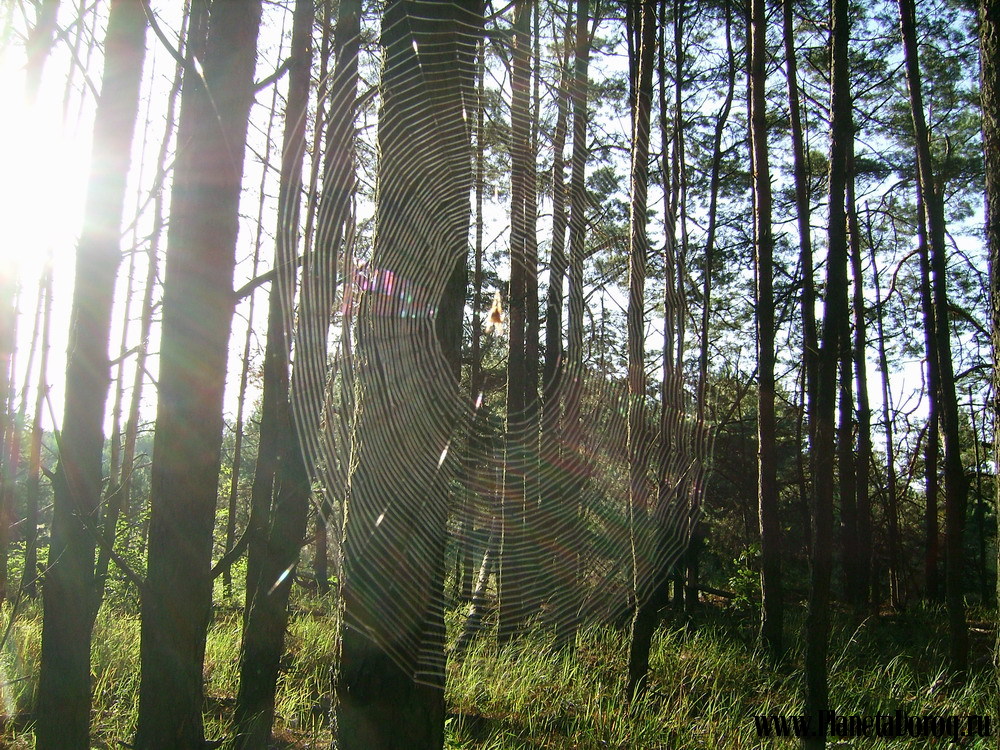 031.jpg (379.98 КБ, Просмотров: 16018) 031.jpg