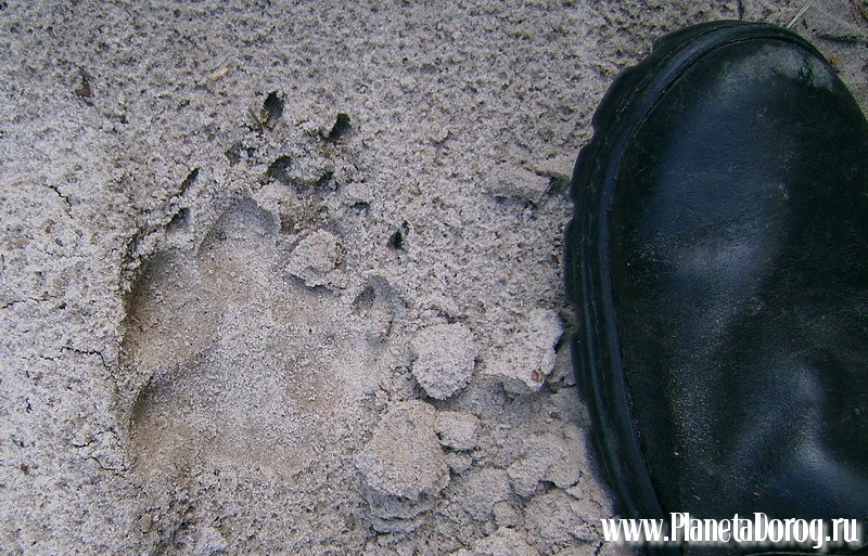 037.jpg (220.27 КБ, Просмотров: 16018) 037.jpg