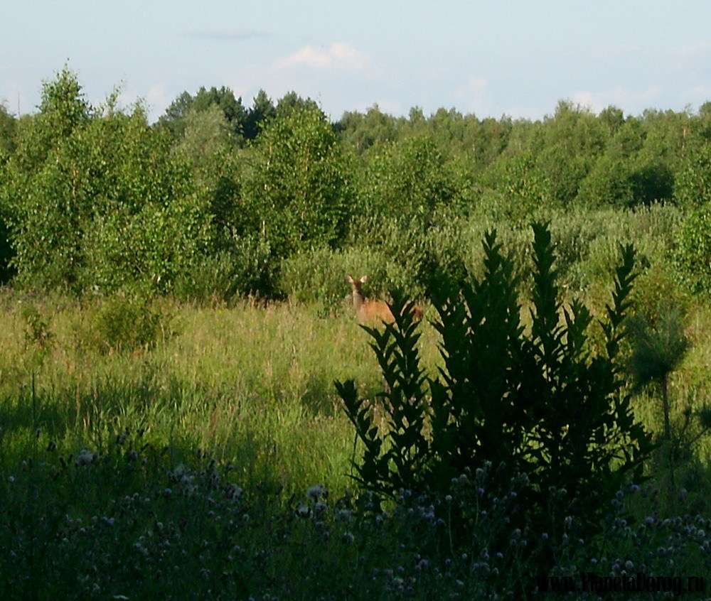 045.jpg (272.47 КБ, Просмотров: 16018) 045.jpg