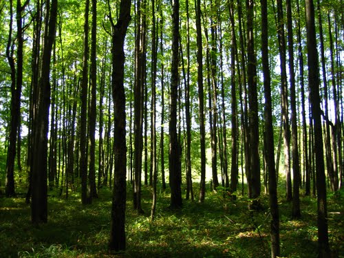 33352199.jpg (72.93 КБ, Просмотров: 5081) 33352199.jpg